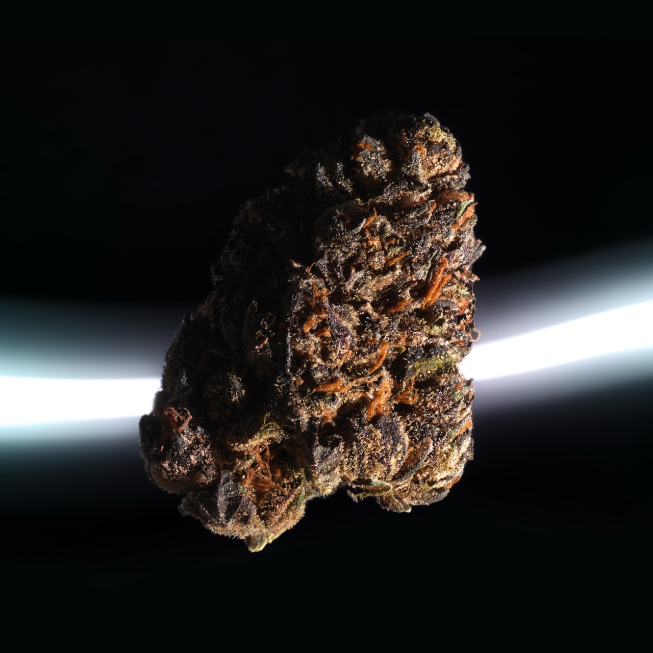 Cannabisblüte im Licht – Sorte aus dem Canthera Sortiment