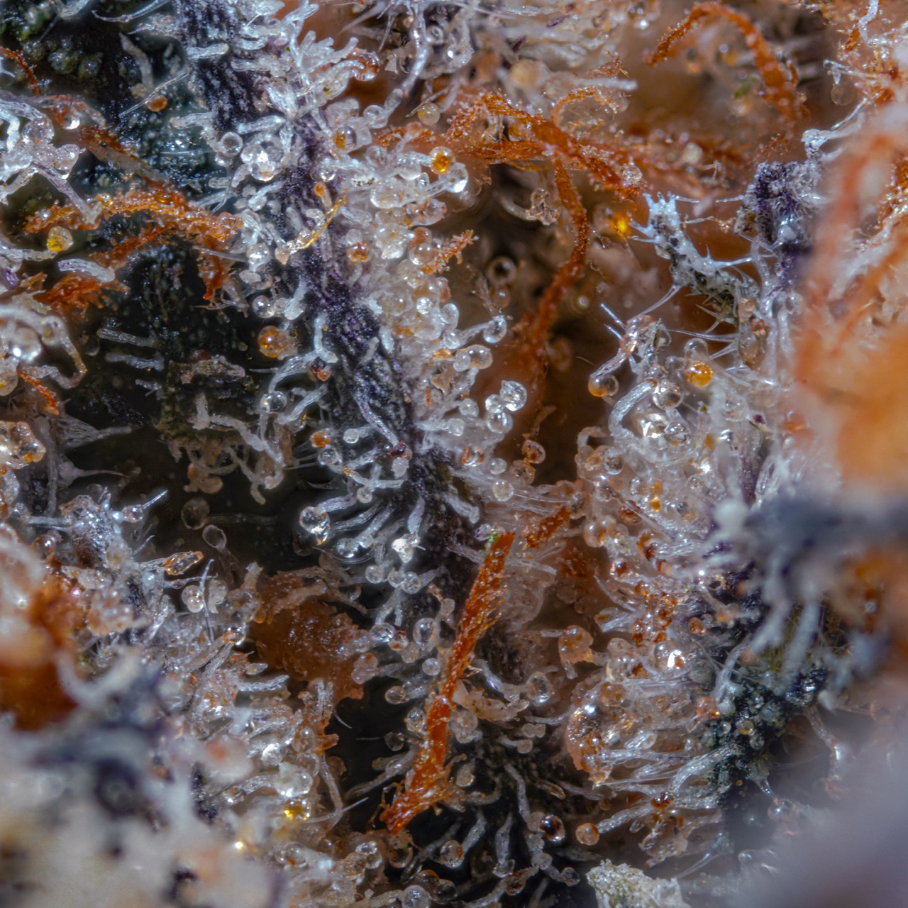 Cannabisblüte in Makro-Nahaufnahme – Canthera Apotheke Nürnberg